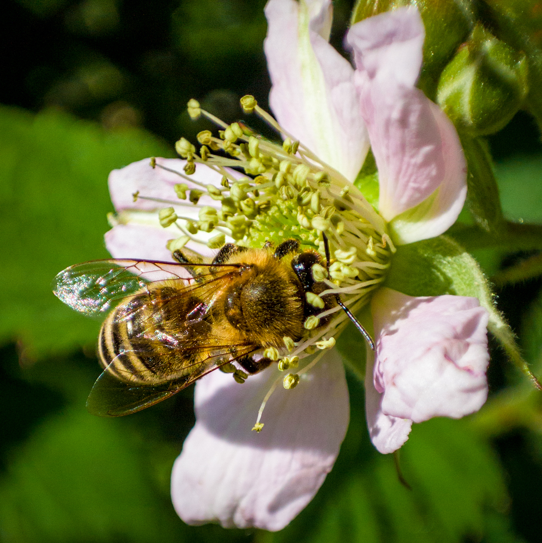 wielki dzień pszczół - owad na kwiecie jabłoni