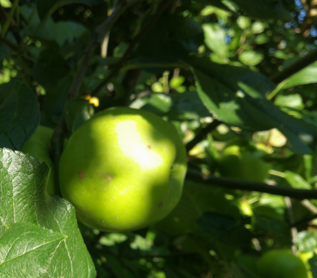 materiał na ocet jabłkowy zielone jabłuszko wśród zielonych liści na drzewie