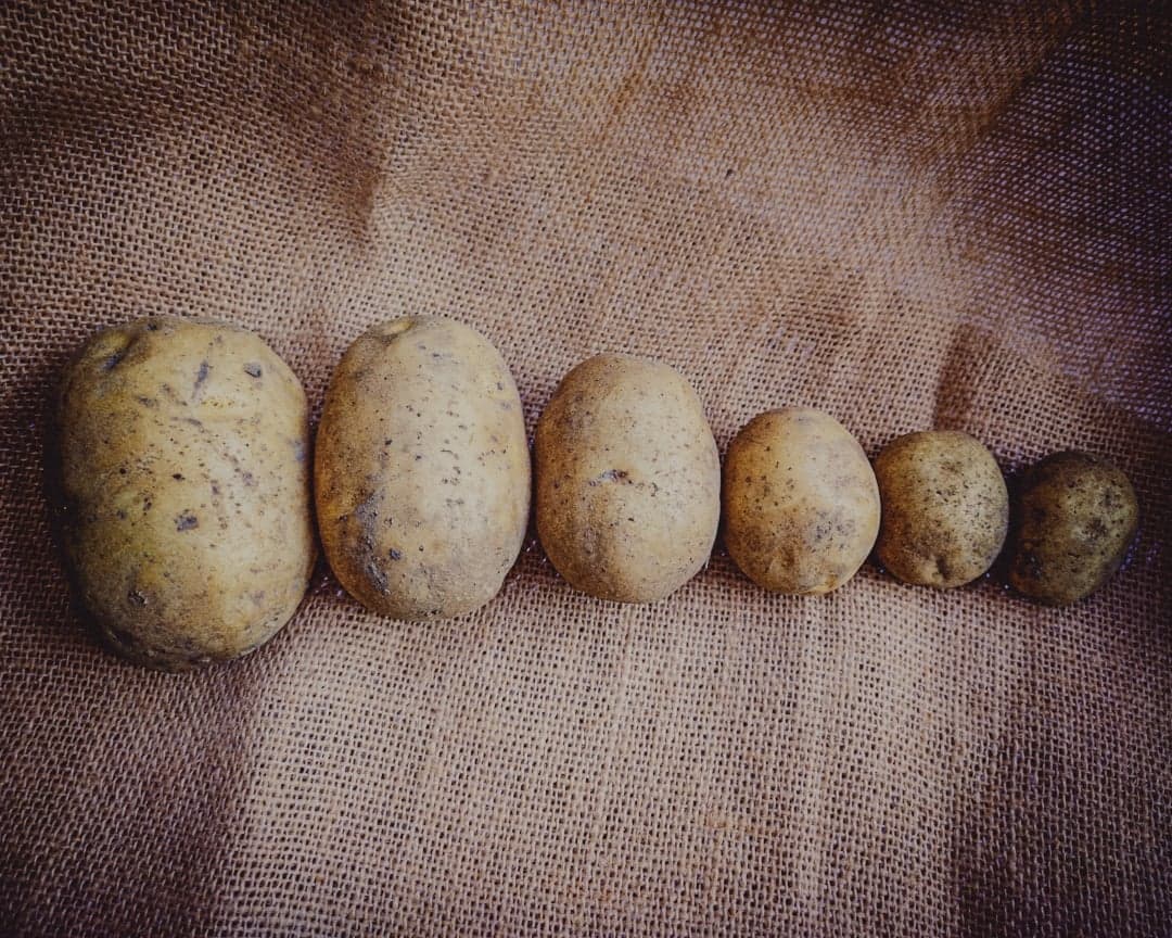 ziemniaki w rzędzie