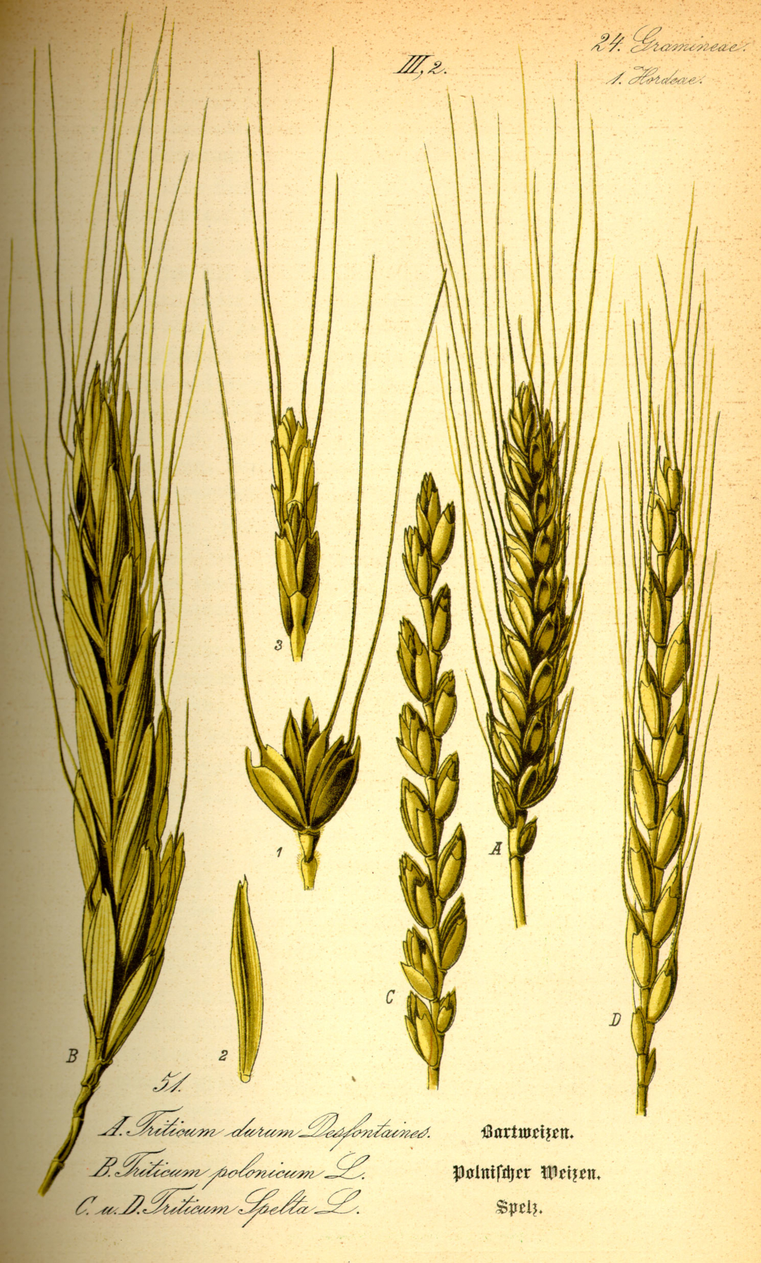 ilustracja z książki z XIX wieku przedstawiająca kłosy pszenicy zwykłej